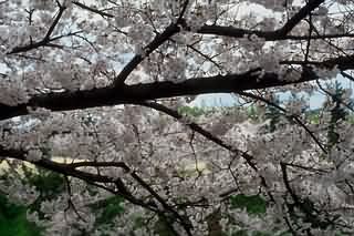 Yoshino: il sogno fiorito giapponese