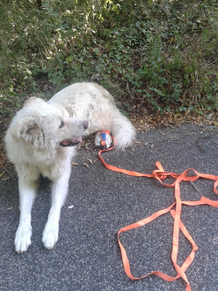 cane abbandonato a Roccagiovine