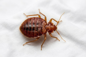insetticidapercimicidaletto