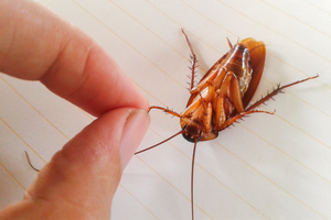 insetticidiperscarafaggisourcewww.ghilotina.com2